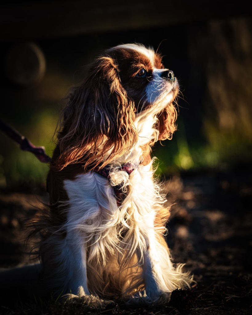 Cavalier King Charles Spaniel w złotej godzinie - Wojciech Moskal