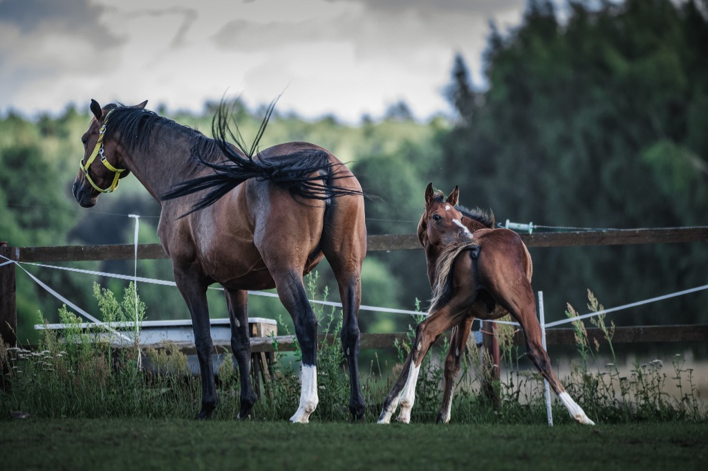 Klacz i źrebię na wybiegu - Wojciech Moskal Photography